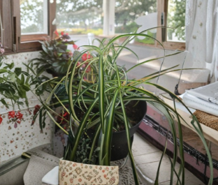 Variegated Spider Plant Cuttings, Bare Rooted, Large Rooted Houseplant Starters, Indoor Plant, Chlorophytum comosum