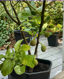 Fig Tree Cuttings Set of 3, Early Season Unrooted Teramo Fig (Ficus carica) for Planting and Propagation