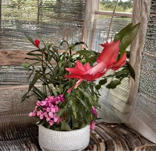 Red Thanksgiving Christmas Cactus Cutting – Unrooted Schlumbergera Truncata for Propagation, Holiday Flowering Succulent