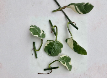Pothos Pearls and Jade Unrooted Cuttings Set of 5 – Variegated Devil’s Ivy Indoor Houseplant, Epipremnum aureum