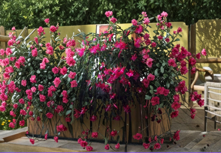 True Christmas Cactus Starter Plant - Old Fashioned Pink Blooms - Schlumbergera - Live Tropical Houseplant for Indoor Growing
