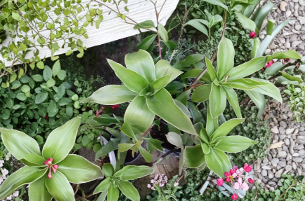 Unrooted Basket Plant Cutting Callisia fragrans Indoor Houseplant for Propagation, Green Foliage