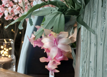 Christmas Cactus Cuttings, Live Unrooted Segments, Schlumbergera, Holiday Indoor Plant, Festive Blooming Cactus