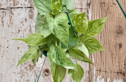 Snow Queen Pothos Cuttings 5 Pack, Variegated Epipremnum Aureum, Indoor Houseplant Starter, Unrooted, Easy Care, Marbled Leaves