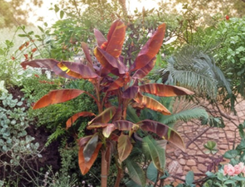Siam Ruby Ornamental Banana Live Plant Small Rooted Starter Tropical Foliage Musa Siam Ruby