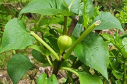 20 Panache Tiger Stripe Fig Cuttings 10 Inch Unrooted for Propagation Ficus carica ‘Panache’