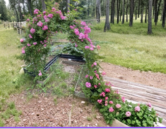 Peggy Martin Rose Cuttings 10 Pack Pink Climbing Rose Unrooted Stems for Propagation Hardy Garden Rose
