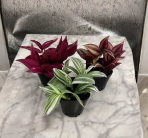 Tradescantia Plant Pack of 3 Zebrina Albiflora Burgundy Houseplants in 2-Inch Pots, Indoor Foliage Plants