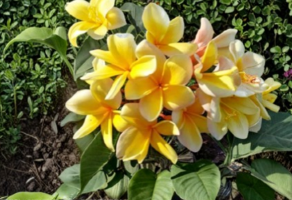 Yellow Plumeria Aztec Gold Fresh Cutting – 8–12 Inch Unrooted Frangipani Tropical Flowering Plant Starter