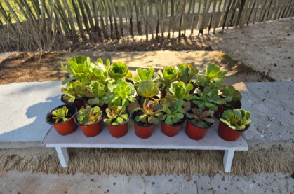 Aeonium Succulent Cluster Bouquet Live Plant, 4 Inch Pot, Large Head, Container Plant, Green Foliage, Aeonium arboreum