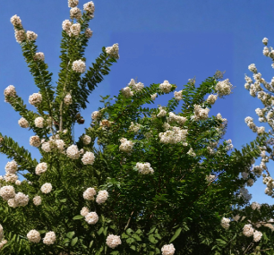 White Natchez Crape Myrtle Unrooted Cuttings Set of 10 – Lagerstroemia Shrub for Propagation, Garden Planting