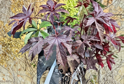 Cranberry Hibiscus Live Plant Cuttings – Hibiscus Acetosella Roselle Leaf for Garden, Vibrant Red and Green Foliage