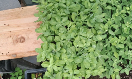 4 Sedum Neon Live Plants – Hardy Succulent Groundcover for Garden, Rock Gardens, Pots, Perennials