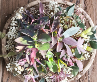 Purple Queen Fuzzy Purple Heart Tradescantia pallida Unrooted Cuttings Set of 10, Trailing Houseplant, Propagation