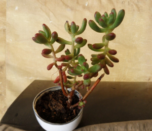 Sedum Pachyphyllum Jelly Bean Succulent Cuttings Set of 5, Unrooted 4-Inch Plants, Easy-Care Succulents for Gardening and Decor