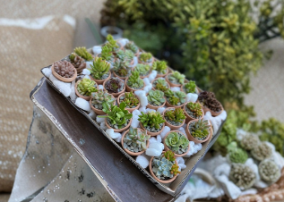 Assorted Succulent Cuttings 25 Pieces Unrooted Mixed Varieties for Propagation, Container Growing, Perennial Succulents