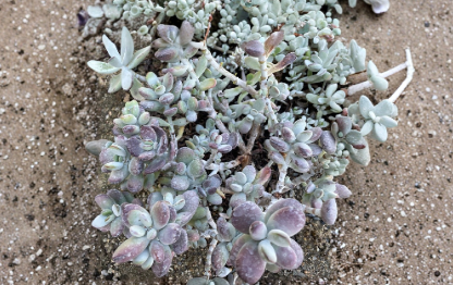 Cotyledon Orbiculata Lady Fingers Succulent Unrooted Cuttings 4 Inch Petite Purple Plant
