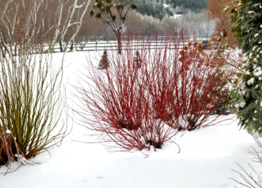 Red Twig Dogwood Cuttings Set of 40, Live Shrub Propagation Material, Cornus amomum, 10 Inch