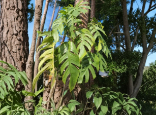 Cebu Blue Pothos Unrooted Cutting 4 Nodes Tropical Vining Houseplant Epipremnum Pinnatum