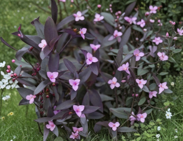 Purple Heart Tradescantia Pallida Unrooted Cuttings Set of 5 – Indoor Outdoor Vine Plant, Vibrant Purple Foliage