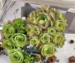 Aeonium Succulent Cuttings 3 Inch Rosette Unrooted for Garden Containers, Low-Maintenance Succulents, Easy to Grow Plants