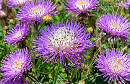 Basketflower Seeds Heirloom Centaurea Americana Native Wildflower 100 Seeds for Gardens & Cut Flowers