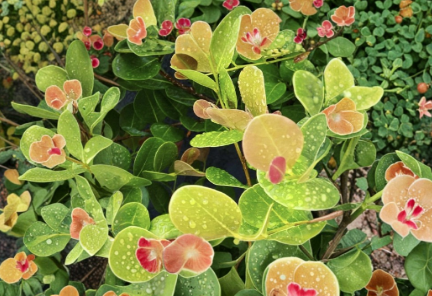 Cocoplum Cuttings 6 Pack, Unrooted Branches, Chrysobalanus Icaco, Ornamental Hedge Shrub Starter, 12 Inches