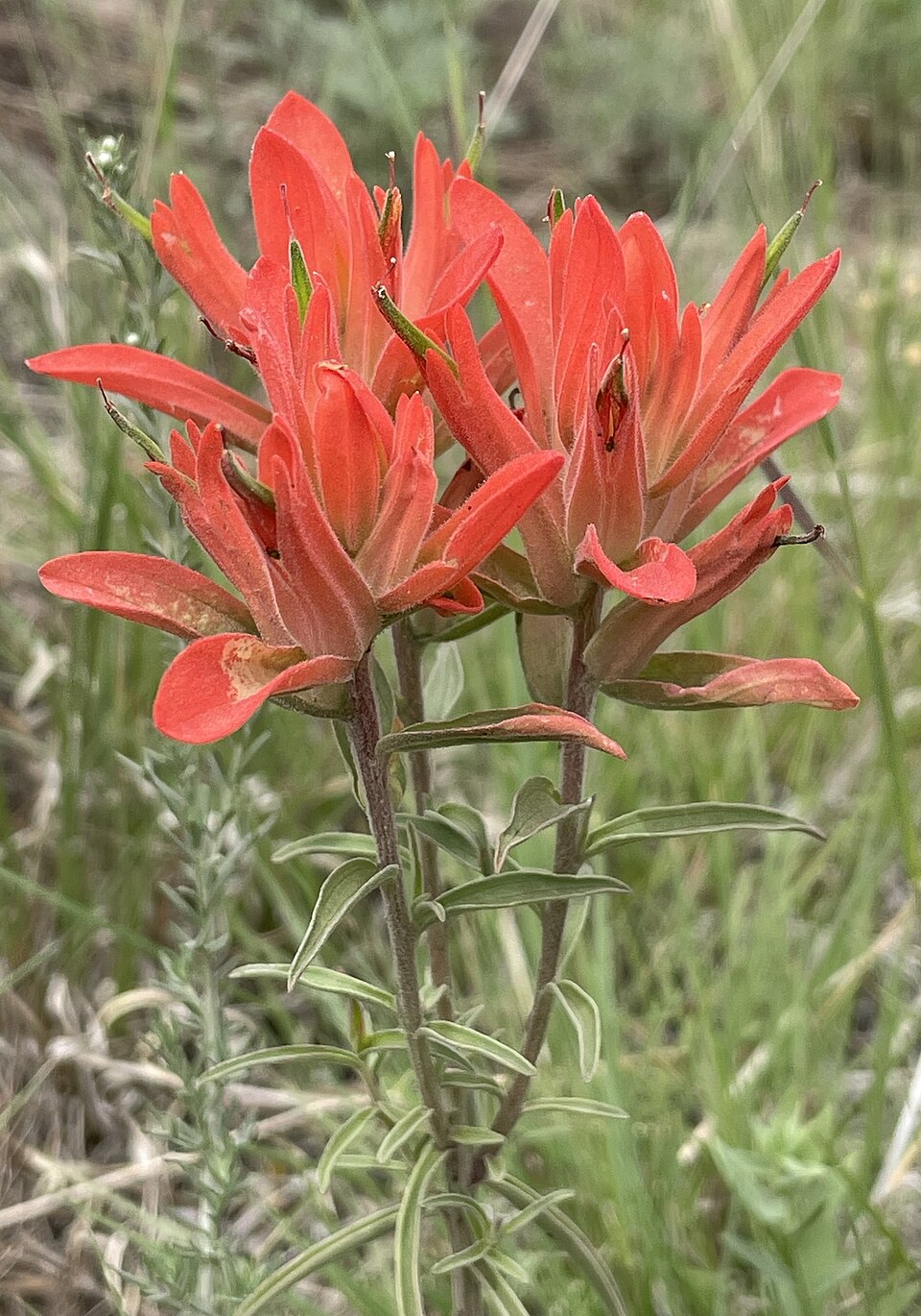 Castilleja Integra Seeds 300 Wholeleaf Indian Paintbrush Native Wildflower Red Blooms Pollinator Plant