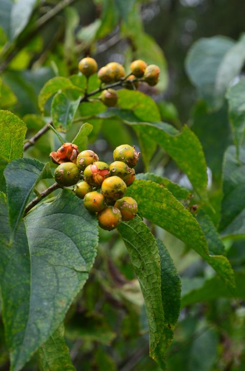 Celastrus Scandens Seeds (30) American Bittersweet Vine, Hardy Native Climbing Plant with Orange Berries, Ornamental Garden Vine