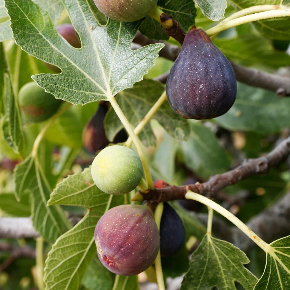 Celeste Fig Cuttings, Unrooted 6-8 Inches, Cold Hardy Heirloom Ficus carica, Sweet Sugar Fig for Propagation & Home Orchards