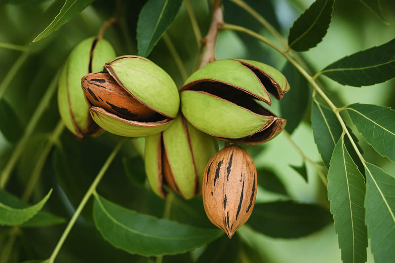 Southern Pecan Tree Cuttings – 5 Fresh Live Wood Grafting Propagation Nut Tree Starter Pack Carya illinoinensis