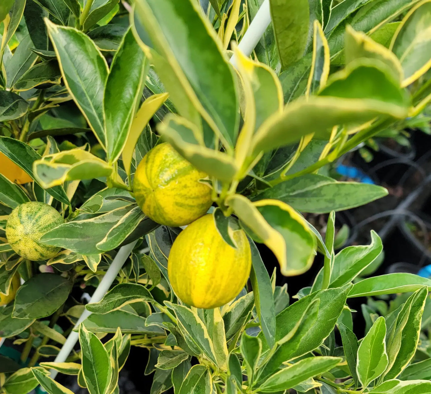 Super Rare Centennial Variegated Kumquat Cuttings – Fortunella japonica – Striped Citrus Scions for Rooting or Grafting