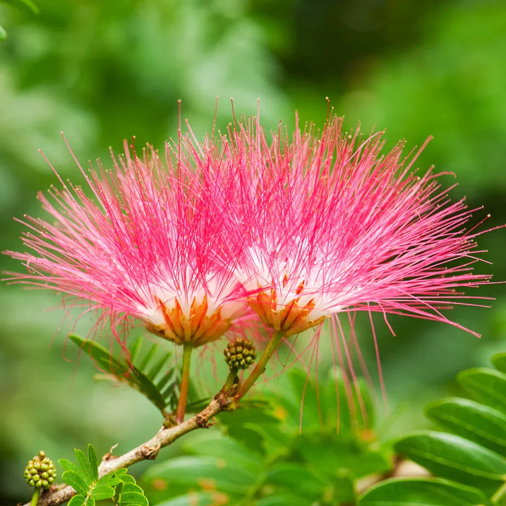 8 Live Mimosa Tree Cuttings | Albizia julibrissin | Fast-Growing Silk Tree with Pink Fragrant Blooms