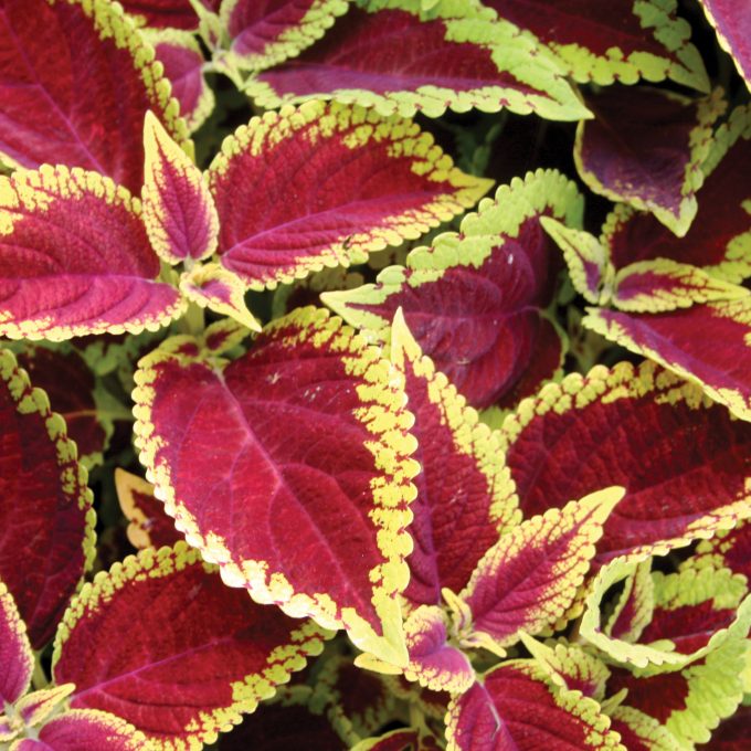 Coleus ‘Defiance’ Live House Plant, Bright Red Foliage, Small Bareroot Starter, Easy Indoor Outdoor Shade Plant