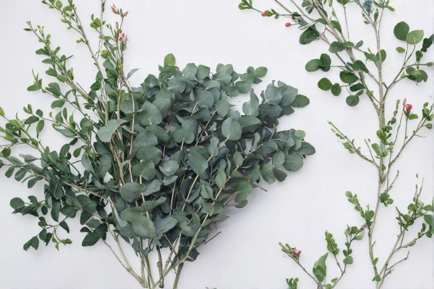 Eucalyptus Plants Set – Baby Blue & Silver Dollar Eucalyptus – Foliage Plants for Home & Office Decor, Easy Care, Aromatic Botanical