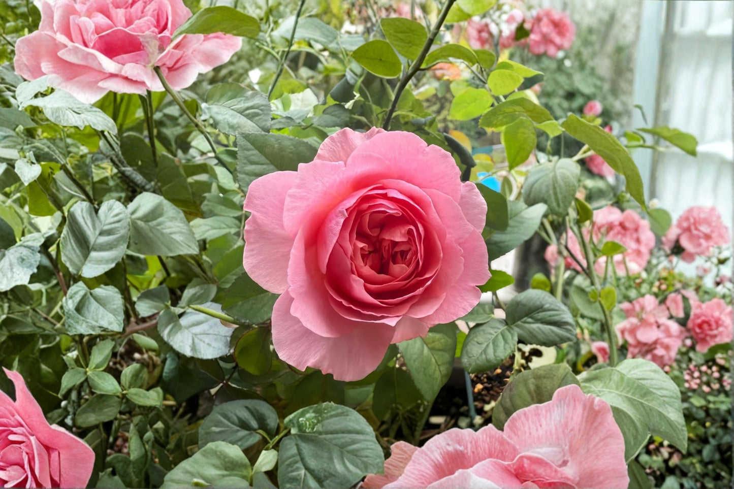 Victoria’s Kiss Rose Live Plant – Pink Peony Style Cut Rose – Rosa ‘Victoria’s Kiss’ for Garden or Indoor Decor