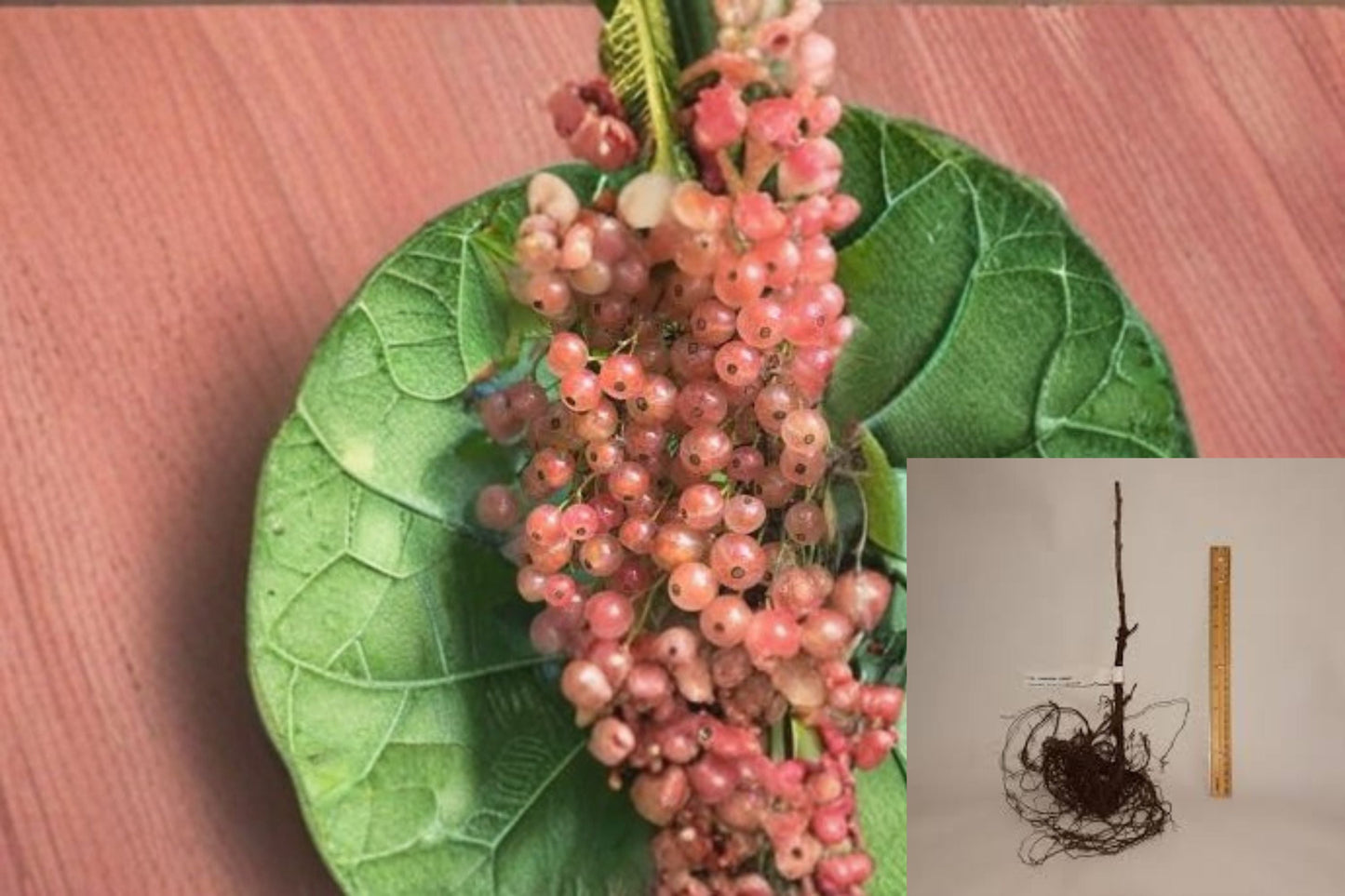 Pink Champagne Currant Cuttings – Ribes rubrum – Edible Berry Shrub for Garden, Fruit, and Landscape Plant