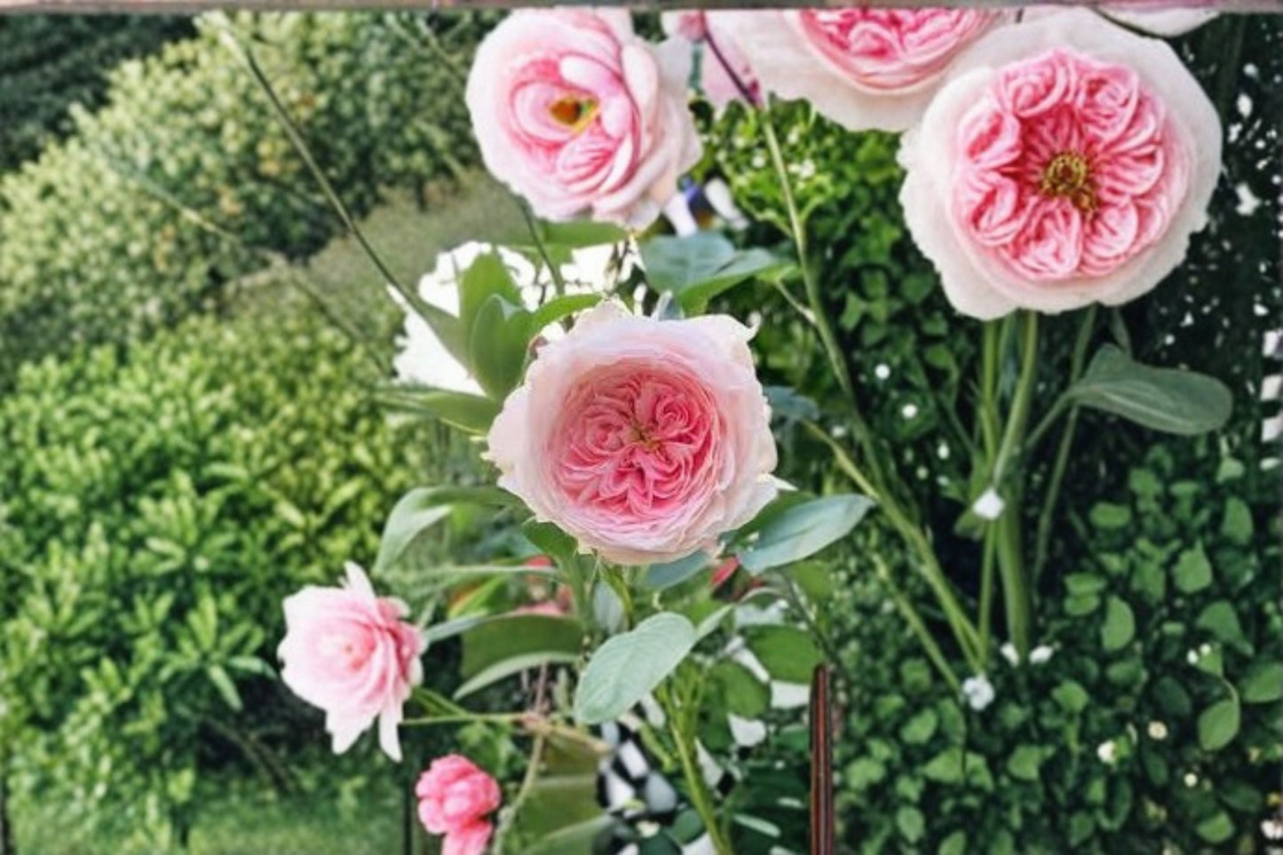 Pompom Veranda Rose Live Plant – Repeat Blooming Patio Rose – Vibrant Color, Hardy Garden Flower, Rosa hybrid