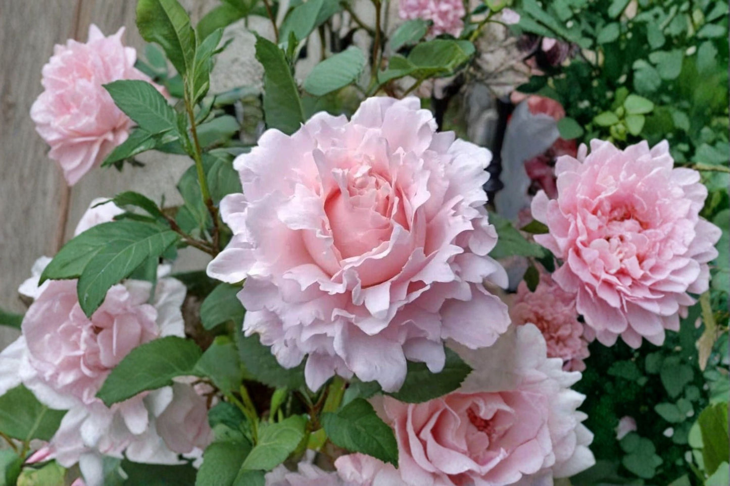Sophie Rochas Rose Live Plant – Fragrant French Cut Rose – Vibrant Blooming Rose – Rosa ‘Sophie Rochas’