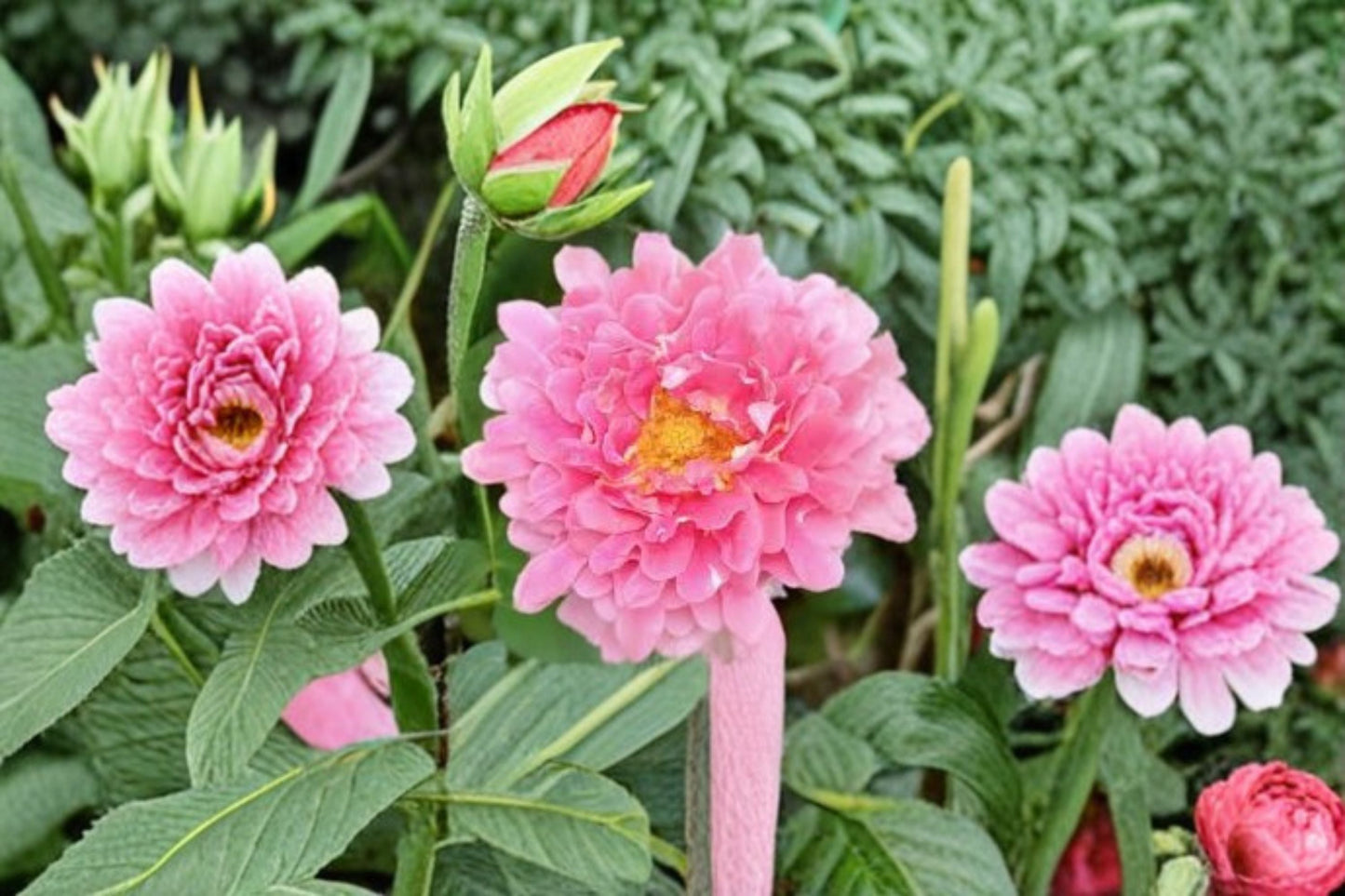 Live Rose Plant – Fancy Ruffle Repeat Blooming Fragrant Rose – Garden Patio Flower – Rosa hybrid