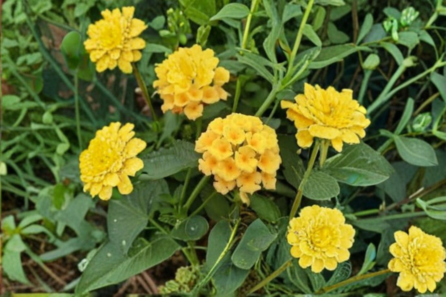 Gold Lantana Plant – Lantana camara ‘New Gold’ with Bright Yellow Blooms for Gardens & Containers