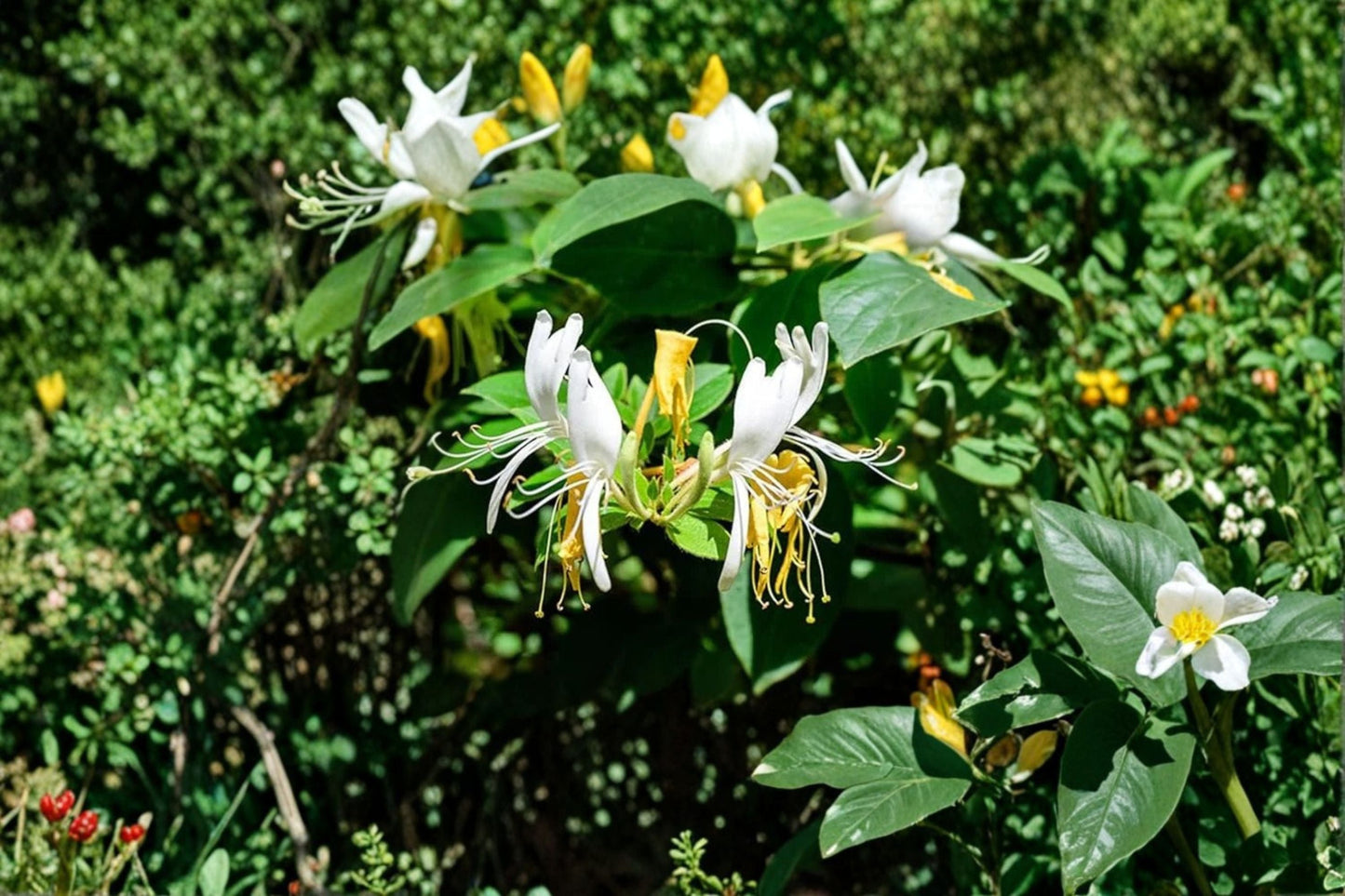 Scentsation Honeysuckle Live Bare Root Plant – Fragrant White Vine – Lonicera periclymenum Garden Climber