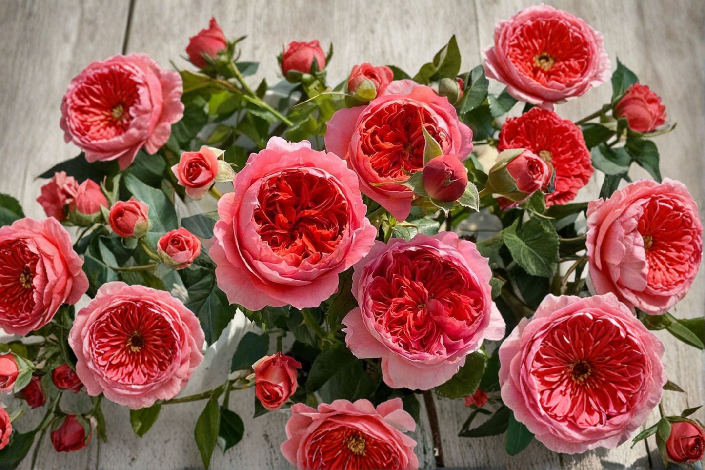 Cinnabar Bowl Rose Live Plant – 2 Year Old Garden Rose – Own Root, Vibrant Bloom, Hardy Rose, Rosa × odorata