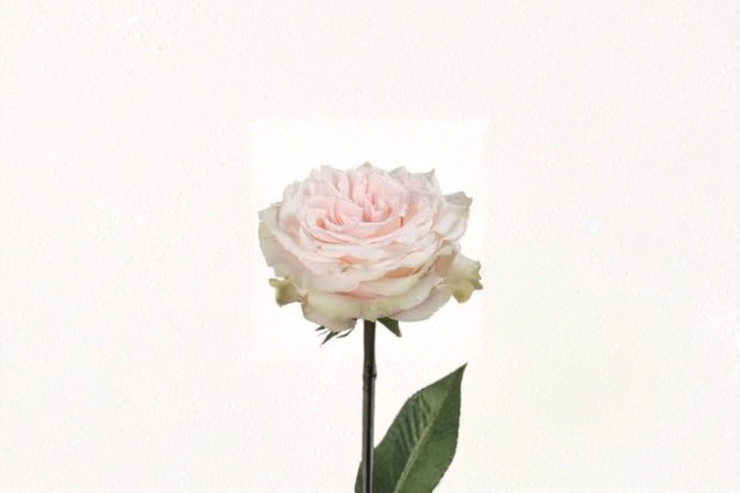 Pink Champagne Rose Live Plant – Fragrant Pink Bloom, Garden or Indoor Rose, Rosa ‘Pink Champagne’