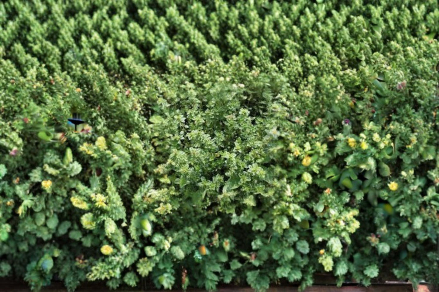 Garden Thyme Plant – Thymus vulgaris – Aromatic Culinary Herb for Garden or Container Growing