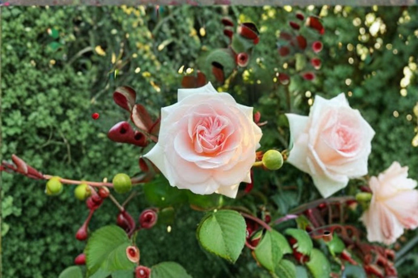 Prince Jardinier Rose Live Plant – Fragrant Repeat Blooming Rose – Garden and Indoor Flowering Plant – Rosa x hybrida