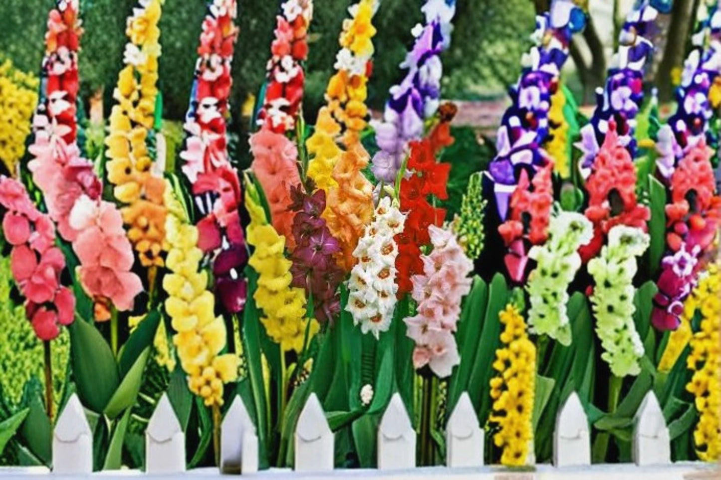 Gladiolus Bulbs 3 Pack – Bright Colorful Flowering Plants – Gladiolus spp. Summer Blooming Garden Flowers