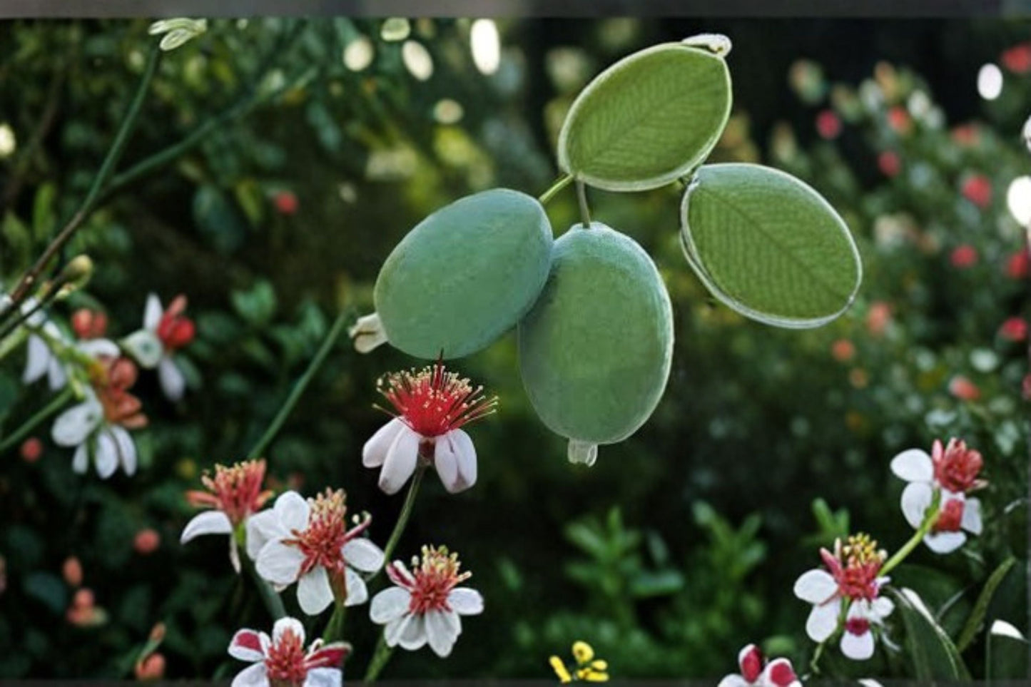 Pineapple Guava Live Plant – Edible Fruit Evergreen Shrub – Feijoa sellowiana for Garden, Patio, or Landscape