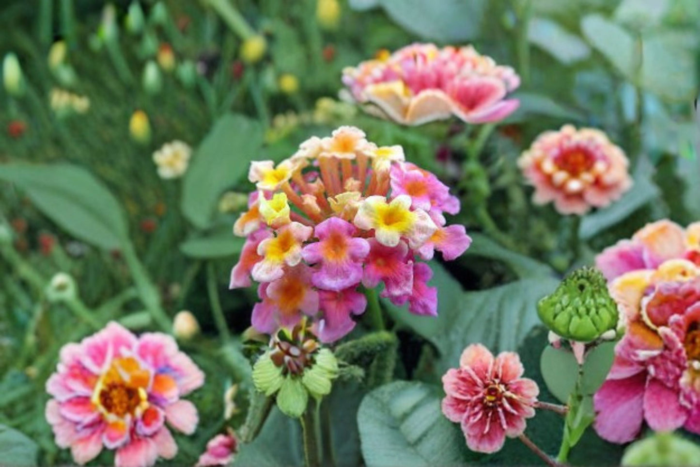 Confetti Lantana Plant – Lantana camara ‘Confetti’ – Vibrant Multicolored Flowers for Gardens & Containers