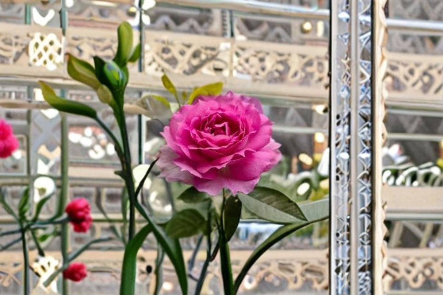 Sheherazad Rose Live Plant – Fragrant Repeat Blooming Rose – Rosa ‘Sheherazad’ Garden or Indoor Plant